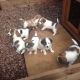 Jack Russell Terrier Puppies for sale in Fort Worth, TX 76164, USA. price: NA