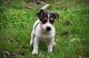 Jack Russell Terrier Puppies for sale in Bowling Green, KY, USA. price: NA