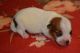 Jack Russell Terrier Puppies for sale in Manorville, NY 11949, USA. price: NA