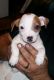 Jack Russell Terrier Puppies for sale in Maryland Parkway, Las Vegas, NV, USA. price: NA