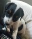 Jack Russell Terrier Puppies for sale in Vancouver, WA, USA. price: NA