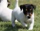Jack Russell Terrier Puppies for sale in Rye, CO 81069, USA. price: $500