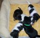 Jack Russell Terrier Puppies for sale in Manchester, NH, USA. price: NA