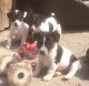 Jack Russell Terrier Puppies for sale in California St, San Francisco, CA, USA. price: NA