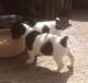 Jack Russell Terrier Puppies for sale in Philadelphia, PA, USA. price: NA