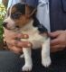 Jack Russell Terrier Puppies for sale in Valencia, Santa Clarita, CA 91354, USA. price: NA