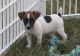 Jack Russell Terrier Puppies for sale in Westminster, MA, USA. price: NA