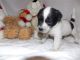 Jack Russell Terrier Puppies for sale in Dallas, TX, USA. price: NA