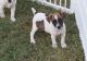 Jack Russell Terrier Puppies for sale in Cheshire, CT, USA. price: $500