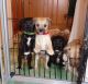 Jack Russell Terrier Puppies for sale in New York County, NY, USA. price: NA