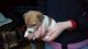 Jack Russell Terrier Puppies for sale in New York County, NY, USA. price: NA