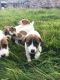 Jack Russell Terrier Puppies for sale in New Orleans, LA, USA. price: NA