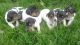 Jack Russell Terrier Puppies for sale in California Ave, South Gate, CA 90280, USA. price: NA