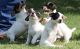 Jack Russell Terrier Puppies for sale in El Dorado, AR 71730, USA. price: NA