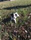 Jack Russell Terrier Puppies for sale in Ontario St, Kingston, ON, Canada. price: NA