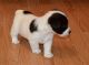 Jack Russell Terrier Puppies for sale in San Bernardino County, CA, USA. price: $500