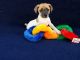 Jack Russell Terrier Puppies for sale in Oklahoma City, OK, USA. price: $350