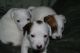 Jack Russell Terrier Puppies for sale in Las Vegas, NV, USA. price: $750