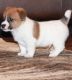 Jack Russell Terrier Puppies for sale in Richmond, VA, USA. price: $350