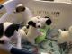 Jack Russell Terrier Puppies for sale in Harwood Heights, IL 60706, USA. price: NA