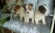 Jack Russell Terrier Puppies for sale in Michigan City, IN, USA. price: NA