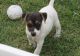 Jack Russell Terrier Puppies for sale in Tuscaloosa, AL, USA. price: $500