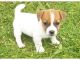 Jack Russell Terrier Puppies for sale in Charleston, WV, USA. price: NA
