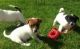Jack Russell Terrier Puppies for sale in Richmond, VA, USA. price: $400