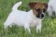 Jack Russell Terrier Puppies for sale in Wisconsin Dells, WI, USA. price: NA
