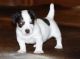 Jack Russell Terrier Puppies for sale in Miami, FL, USA. price: $400