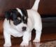 Jack Russell Terrier Puppies for sale in Minneapolis, MN, USA. price: NA