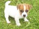 Jack Russell Terrier Puppies for sale in Lexington, KY, USA. price: NA