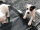 Jack Russell Terrier Puppies for sale in NJ-10, Randolph, NJ, USA. price: NA