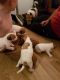 Jack Russell Terrier Puppies for sale in Florida City, FL, USA. price: NA
