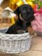 Jack Russell Terrier Puppies for sale in Jonesville, LA 71343, USA. price: $850