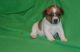 Jack Russell Terrier Puppies for sale in Chicago, IL 60638, USA. price: $400