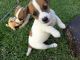 Jack Russell Terrier Puppies for sale in Kansas City, KS, USA. price: NA