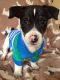 Jack Russell Terrier Puppies for sale in Benton Harbor, MI 49022, USA. price: $250