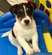 Jack Russell Terrier Puppies for sale in Little Rock, AR 72206, USA. price: NA