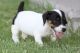 Jack Russell Terrier Puppies for sale in Tinley Park, IL, USA. price: NA