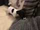 Jack Russell Terrier Puppies for sale in Sacramento, CA, USA. price: $500
