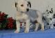 Jack Russell Terrier Puppies for sale in New Bedford, MA 02741, USA. price: NA