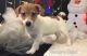 Jack Russell Terrier Puppies for sale in Springfield, MA 01119, USA. price: NA