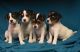 Jack Russell Terrier Puppies for sale in Baton Rouge, LA, USA. price: $600