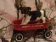 Jack Russell Terrier Puppies for sale in Benton, IL, USA. price: $595
