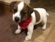 Jack Russell Terrier Puppies for sale in Detroit, MI 48227, USA. price: NA