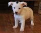 Jack Russell Terrier Puppies for sale in Waterbury, CT, USA. price: NA