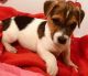 Jack Russell Terrier Puppies for sale in Little Rock, AR 72204, USA. price: NA