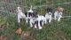 Jack Russell Terrier Puppies for sale in Spotsylvania Courthouse, VA, USA. price: $500