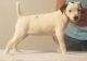Jack Russell Terrier Puppies for sale in Portland, ME 04103, USA. price: NA